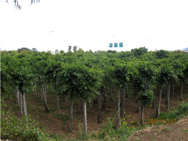 昆明高?；兀ǘ?高海苗圃